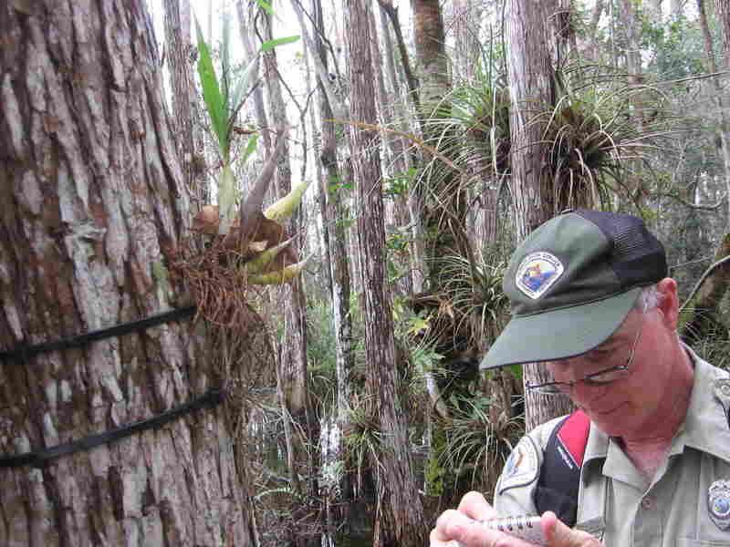 Mike Owen, park biologist at Fakahatchee Strand Preserve in Florida, documents an orchid growing on a cypress tree. Greg Allen/NPR 