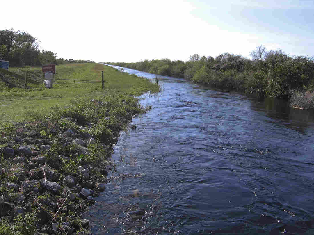 This is one of several canals that will be filled to slow the movement of water through the Everglades, restoring an ecosystem environmentalist Marjory Stoneman Douglas called the "river of grass." Greg Allen/NPR 